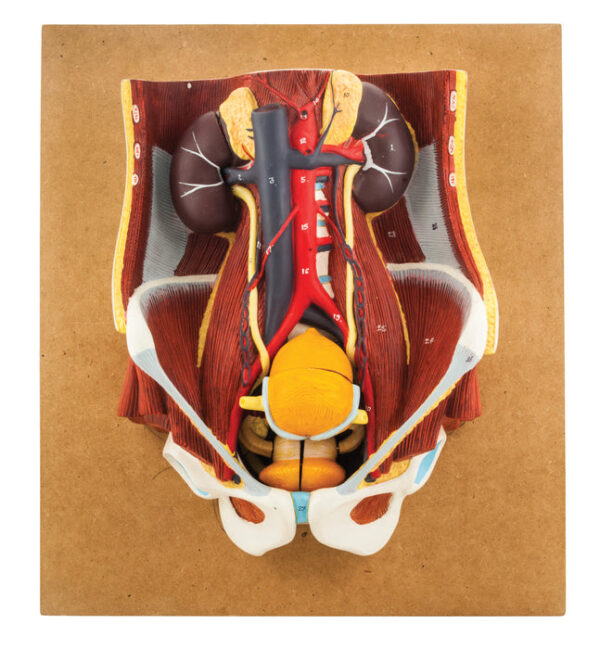 Model Dual Sex Urinary System