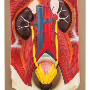 Eisco Labs Human Urinary Organs Model- 3 Parts