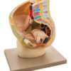 Model Female Pelvis Section - 2 Parts