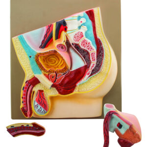 Model Male Pelvis Section - 3 Parts