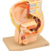Model Male Pelvis