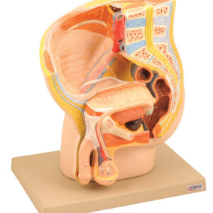 Model Male Pelvis