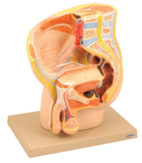 Model Male Pelvis