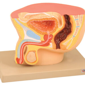 Model Male Pelvis Section - ?® life size