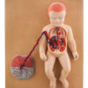 Model Human Fetal Circulation