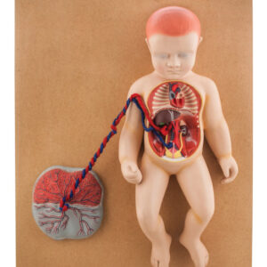 Model Human Fetal Circulation