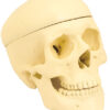 Model Human Skull - 3 Parts