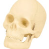 EISCO Basic Human Skull Model, 2 Parts