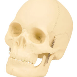 EISCO Basic Human Skull Model, 2 Parts