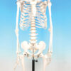 Model Human Skeleton - Superior (Discontinued)