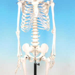Model Human Skeleton - Superior (Discontinued)