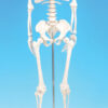 Model Human Skeleton Miniature Height 32cm.