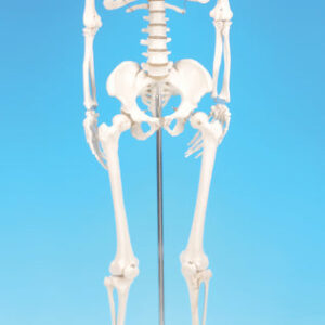 Model Human Skeleton Miniature Height 32cm.