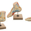 Model Human Foot Bow - Set of 3