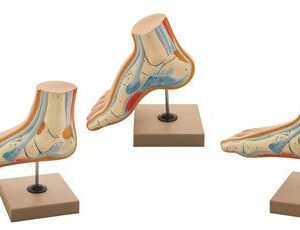 Model Human Foot Bow - Set of 3