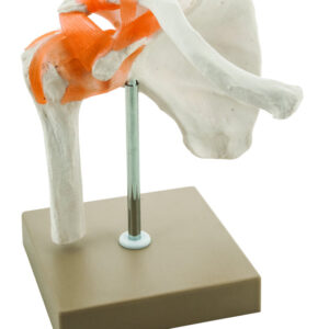 Model Human Shoulder Joint