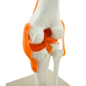Model Human Knee Functional