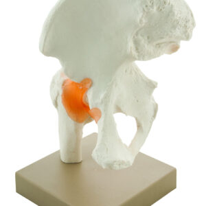 Model Human Hip Joint