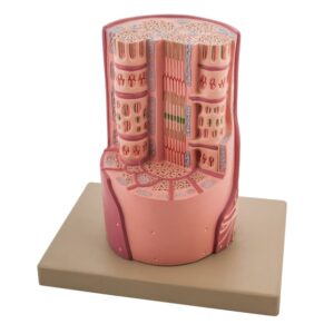 Human Muscle on Bone Model