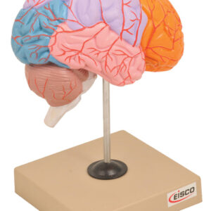 Model Lobes of Brain