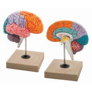 Lobes of the Brain Model