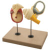 Model Labyrinth with Ossicles and Tympanic Membrane