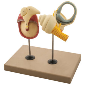 Model Labyrinth with Ossicles and Tympanic Membrane