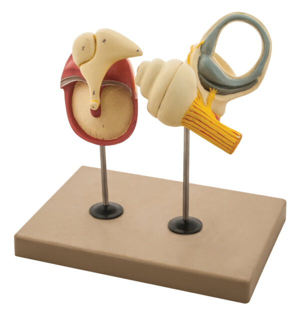 Model Labyrinth with Ossicles and Tympanic Membrane