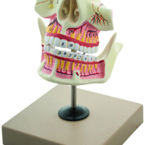 Eisco Labs Adult Jaw Upper and Lower Model - Upper Jaw and Mandible