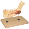 Model Lower Jaw with Muscular Insertions 5 times - 11 Parts