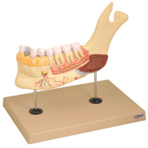 Model Lower Jaw with Muscular Insertions 5 times - 11 Parts