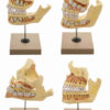 Model Dental Development Set - Natural size