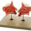 Model Nose & Olfactory Organ 3 times enlarged