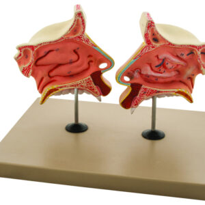 Model Nose & Olfactory Organ 3 times enlarged