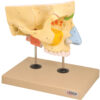 Model Nose with Paranasal - 4 Parts