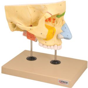 Model Nose with Paranasal - 4 Parts