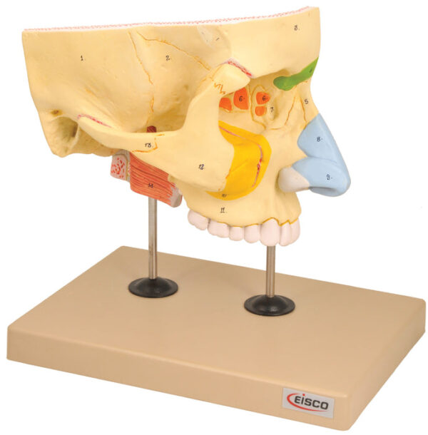 Model Nose with Paranasal - 4 Parts