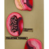 Model Tonsils