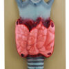 Model Thyroid Gland