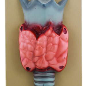 Model Thyroid Gland