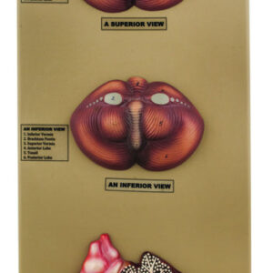 Structure of the Cerebellum