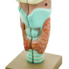 Model Larynx - 3 Parts