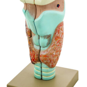 Model Larynx - 3 Parts
