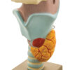 Model Human Functional Larynx -3 times Enlarged