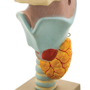 Model Human Functional Larynx -3 times Enlarged