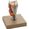 Model Larynx - 2 Parts