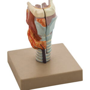 Model Larynx - 2 Parts