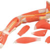 Model Muscular Arm - 6 Parts