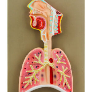 Eisco Labs Human Respiratory System Model, Half Live Size, Longitudinal Section of Head, Throat and Lungs