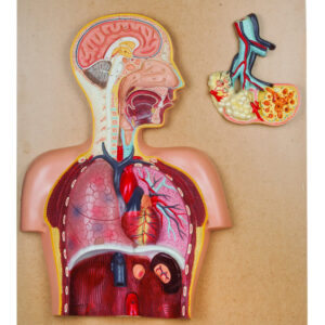 Model Respiratory System